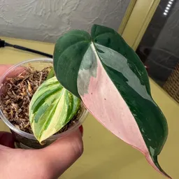 PlantsPewPew