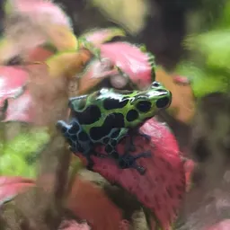 bloodviper