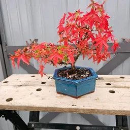 2manytrees