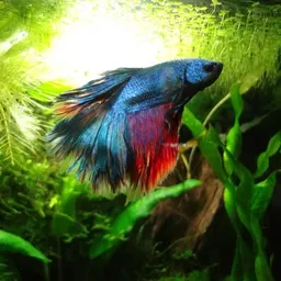 Zenquarium