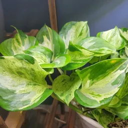 SmartPlantWorks3