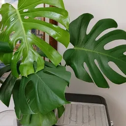 Poetic_Plant_Bunker