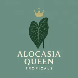 AlocasiaQueenTropicals