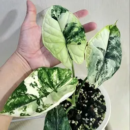 GreenThumbed