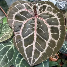 plant_me_crazy