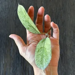 noleafleftbehind