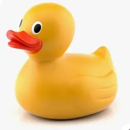 rubberducky66