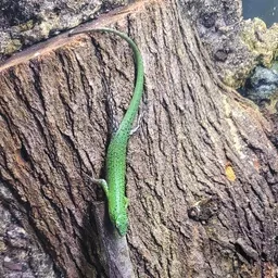 BBSkink