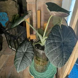 mild_tree_palmie22