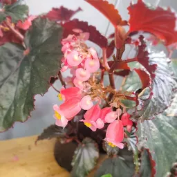 PrettyPinkPrincess03