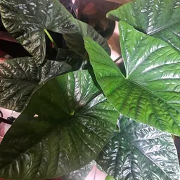 NellyPlantado