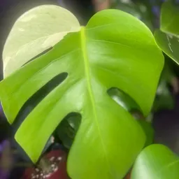 Cgardenz