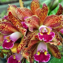 stellarorchid