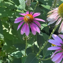 lemony_pond_bloom10