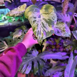 Dreamyplantnation
