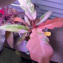 Mrs_Plant_Lady430