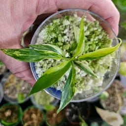 NeverEnoughPlants69