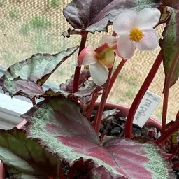 Begonia_Vixen