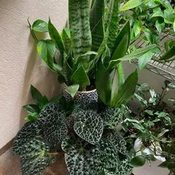Yarnandplants