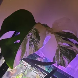 ALI_N_ALOCASIA