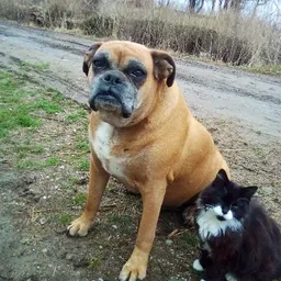 Josie_cat