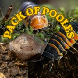 PackOfPooles