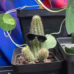 Granttheplant