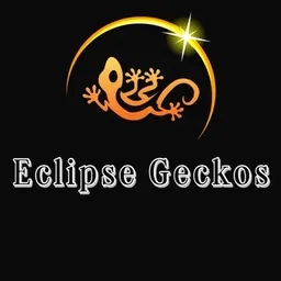 Eclipse_Geckos