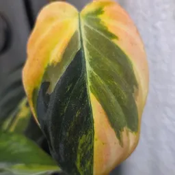BrinaK_plantnurse