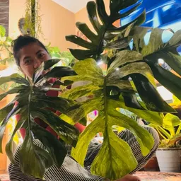 Irishthecrazyplantlady