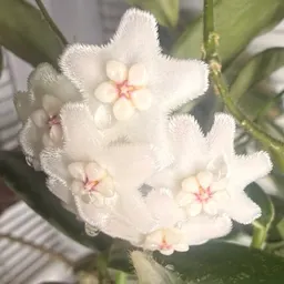 Danibanani05