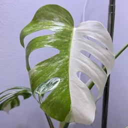 Plantita_120