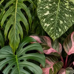 BrownsPlants