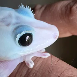 PsychoGecko