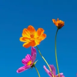Wildflower76
