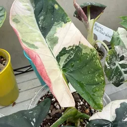 growplants