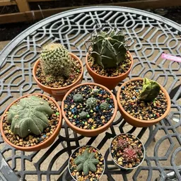 CactiBarbosa