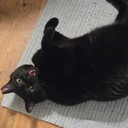 kitbuglove