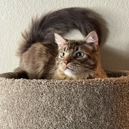 rosy_bunny_kitteh