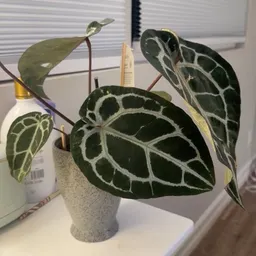 DeeZeePlanta