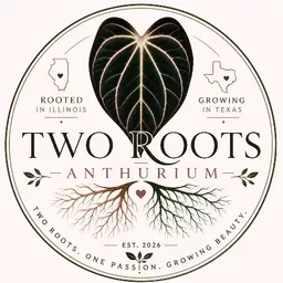 Two_Roots_Anthirum