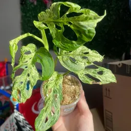 Alyssasplantshop