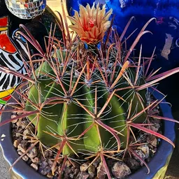Texas_Plant_Daddy