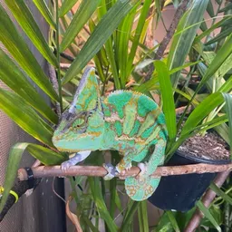 LovinTheGreen
