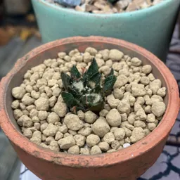DivinePlanter