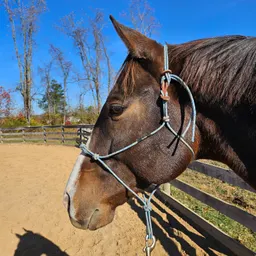 BotanyPonies