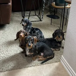 DoxiePlantMami