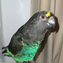 ScottATLweaver