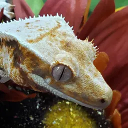 KayCosmicCreatures