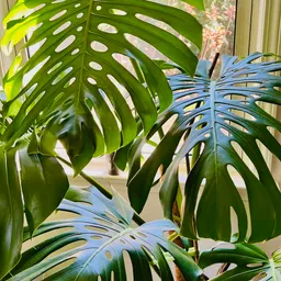 ymeleaves